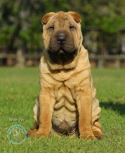 Shar Pei 9M100D-049.JPG